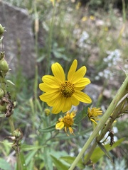 Gentianopsis thermalis