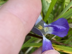 Gentianopsis thermalis