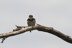 Hirundo albigularis