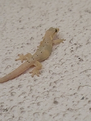 Lepidodactylus lugubris