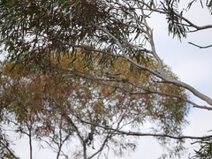 Rhipidura albiscapa