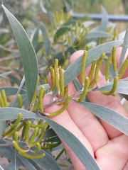 Acacia binervia