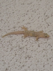 Lepidodactylus lugubris