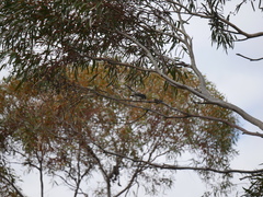 Rhipidura albiscapa