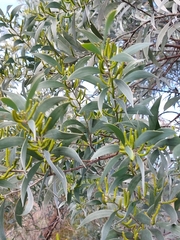 Acacia binervia