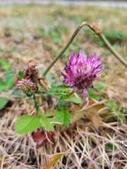 Trifolium pratense