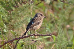 Saxicola rubicola