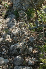 Pseudoturritis turrita