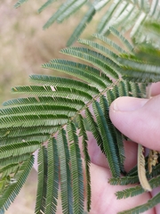 Acacia mearnsii