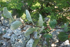 Aria umbellata