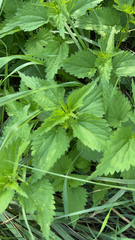 Urtica dioica