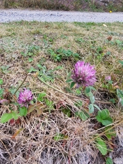 Trifolium pratense