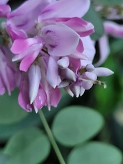 Indigofera venulosa