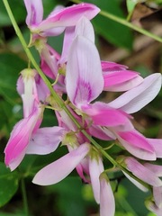 Indigofera venulosa