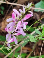 Indigofera venulosa