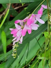 Indigofera venulosa