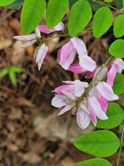 Indigofera venulosa