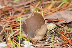 Pezizaceae