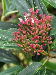 Viburnum urceolatum