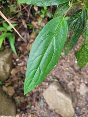 Viburnum urceolatum