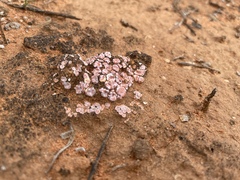 Psora