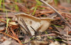 Pezizaceae