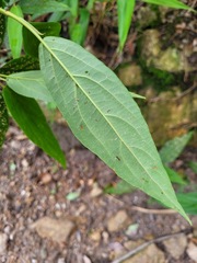 Viburnum urceolatum