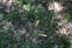 Carex flacca serrulata