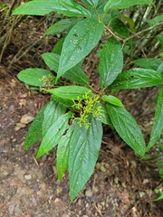 Viburnum urceolatum