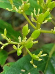 Viburnum urceolatum