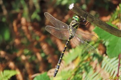 Cordulegaster boltonii