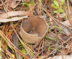 Pezizaceae