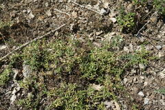 Thymus callieri