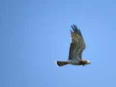 Circaetus gallicus
