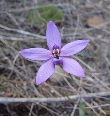Glossodia minor