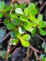 Sedum