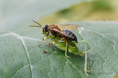 Tachytes