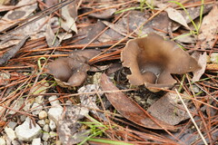 Pezizaceae