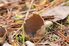 Pezizaceae