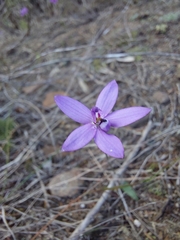 Glossodia minor