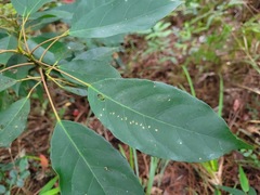 Elaeocarpus japonicus