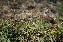 Thymus callieri
