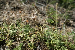 Thymus callieri