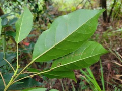 Elaeocarpus japonicus