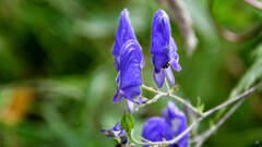 Aconitum volubile