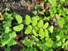 Adiantum philippense