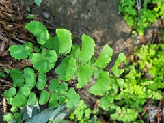 Adiantum philippense