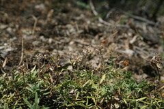 Thymus callieri