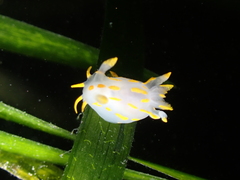 Polycera quadrilineata