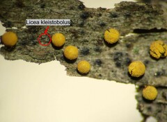 Licea kleistobolus